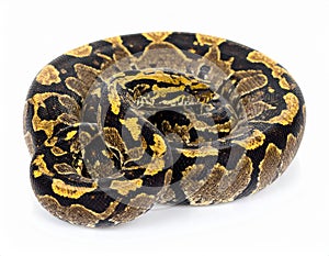 Sumatran Short Tail Python isolated on white background