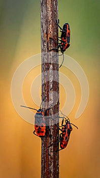 Natural photograph. This is a gradient red bugs
