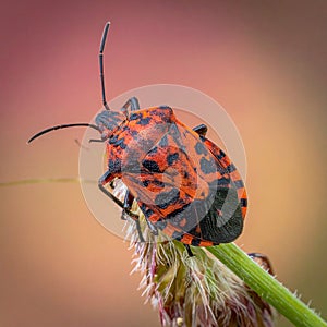 Natural photograph. This is a gradient red bugs