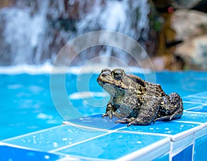 Frog toad perched on blue glass tile by rock waterfall pool.