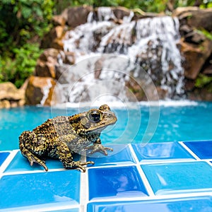 Frog toad perched on blue glass tile by rock waterfall pool.