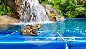 Frog toad perched on blue glass tile by rock waterfall pool.