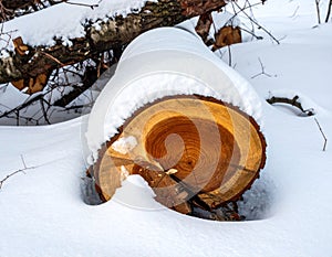 Fallen Tree Log Covered in Snow During Winter