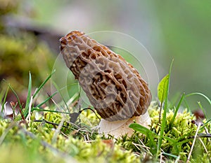 Wild Morel Mushroom Growing in Nature