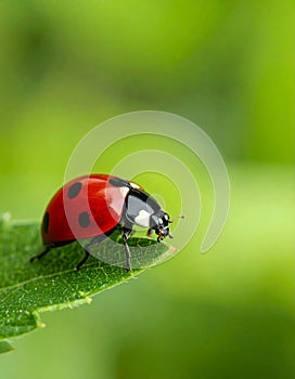 Ladybug on green leaf against blurred background, macro view. Space for text 5