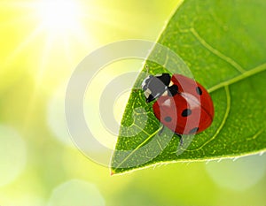 Ladybug on green leaf against blurred background, macro view. Space for text 5