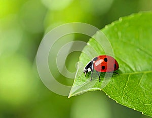 Ladybug on green leaf against blurred background, macro view. Space for text 5