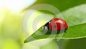 Ladybug on green leaf against blurred background, macro view. Space for text 5