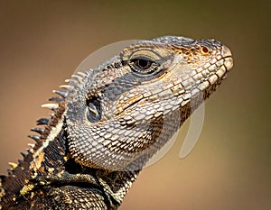 Lizard Portrait
