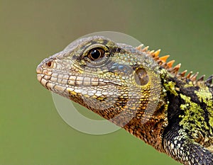 Lizard Portrait