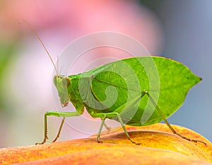 Pseudophyllus titans or giant leaf katydid (giant leaf bug) -- note select focus