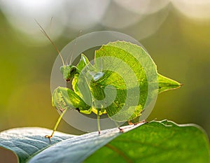 Pseudophyllus titans or giant leaf katydid (giant leaf bug) -- note select focus