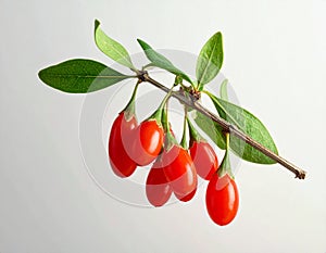Ripe Goji Berries Hanging on Branch