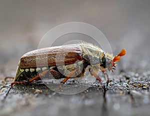 May-beetle located on the key in a floor a profile
