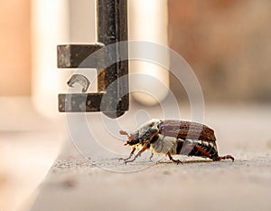 May-beetle located on the key in a floor a profile