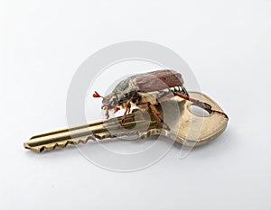May-beetle located on the key in a floor a profile