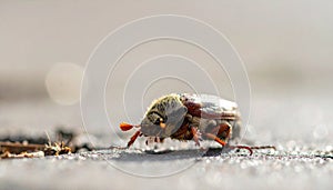 May-beetle located on the key in a floor a profile