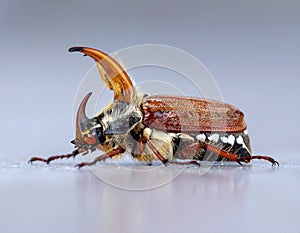 May-beetle located on the key in a floor a profile