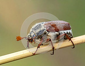 May-beetle located on the key in a floor a profile