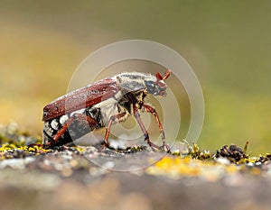 May-beetle located on the key in a floor a profile