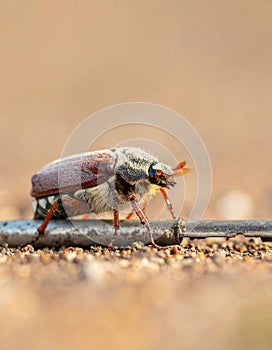 May-beetle located on the key in a floor a profile