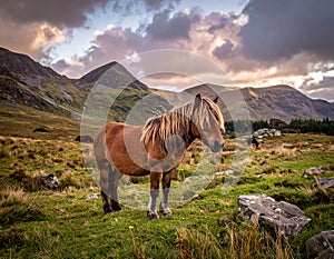 The Long Mynd wild ponies