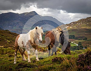 The Long Mynd wild ponies