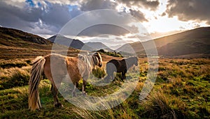 The Long Mynd wild ponies