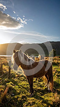The Long Mynd wild ponies