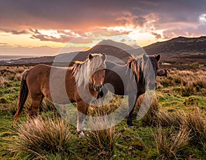The Long Mynd wild ponies