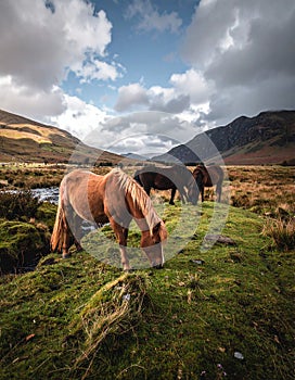 The Long Mynd wild ponies