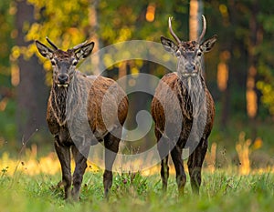 Wisents in show reserve of Bialowieza Forest National Park in Poland