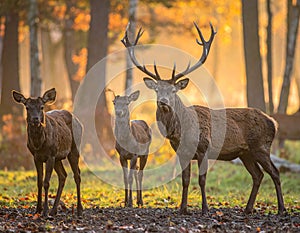 Wisents in show reserve of Bialowieza Forest National Park in Poland