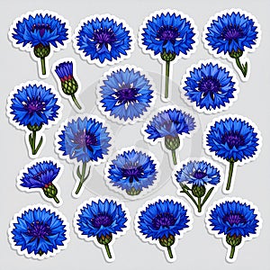 Blue Cornflower Sticker Illustration Pattern