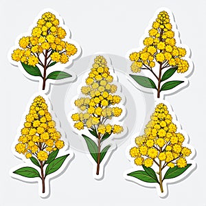 Yellow Mimosa Flower Sticker Set Vector Illustration