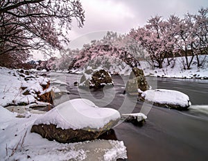 Snow-covered riverbank with large rocks and a gentle stream with surrounding cherry blossomtrees. Generated image