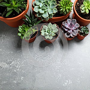 Succulent plants in pots on grey table. Space for text
