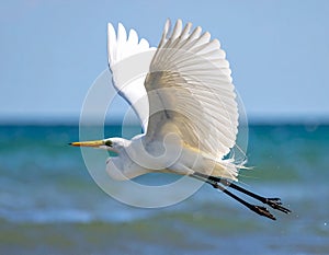 Great egret in flight over sea