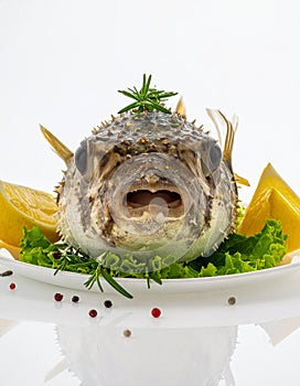 Photo of a prepared blowfish against white background