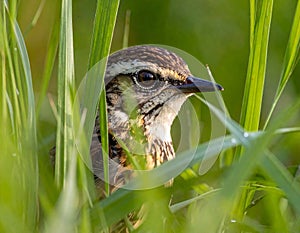 Bird hidden in the grass