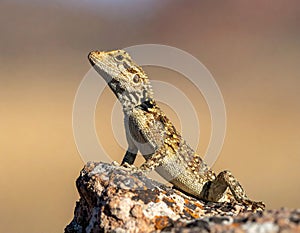 Common collared lizard poised on a rock.