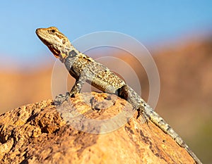 Common collared lizard poised on a rock.