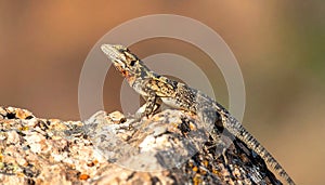 Common collared lizard poised on a rock.