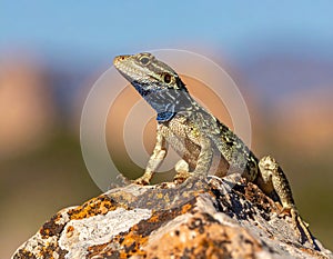 Common collared lizard poised on a rock.