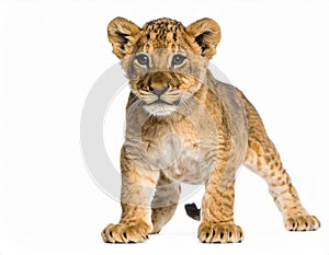Lion Cub (6 weeks) in front of a white background