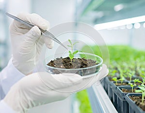 Plant Biotechnology Research