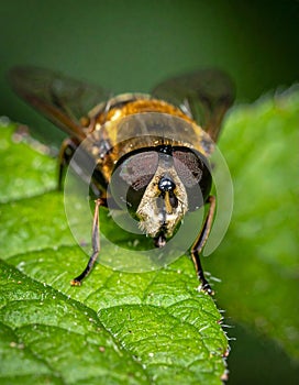 Details of a Yellow Hoverfly hidden in a green leaf