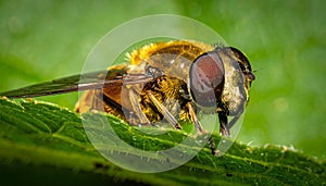 Details of a Yellow Hoverfly hidden in a green leaf