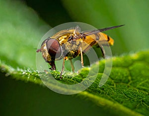 Details of a Yellow Hoverfly hidden in a green leaf
