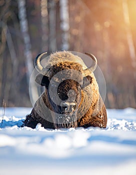 Wild bison is resting in winter forest in sun. Bison Bison bonasus Head of a bison